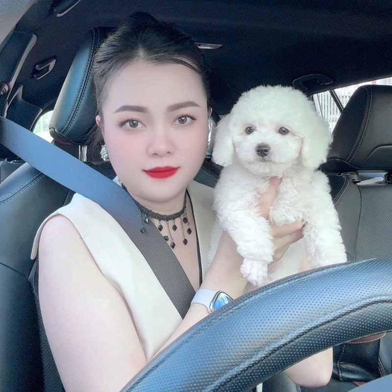 Chó Poodle – PM 16890